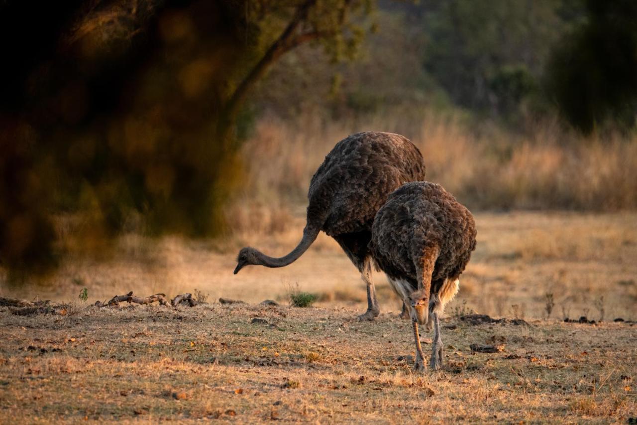 Zebras Crossing Alojamento de Turismo Selvagem